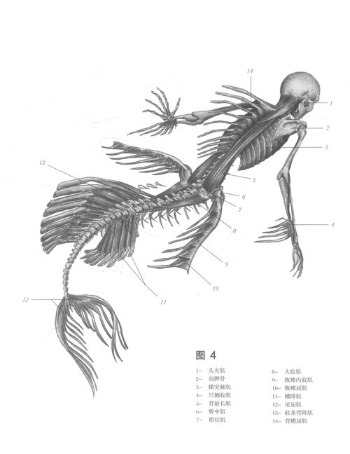 絕跡生物解剖 海塞壬在醫藥領域的技術開發前景