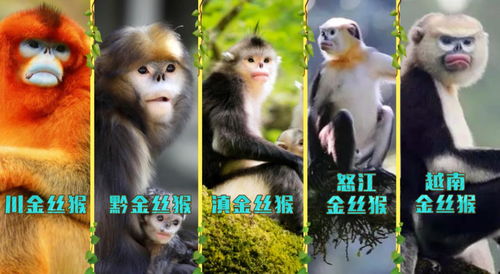 打開生物多樣性之門 探秘神農架與醫藥領域技術開發